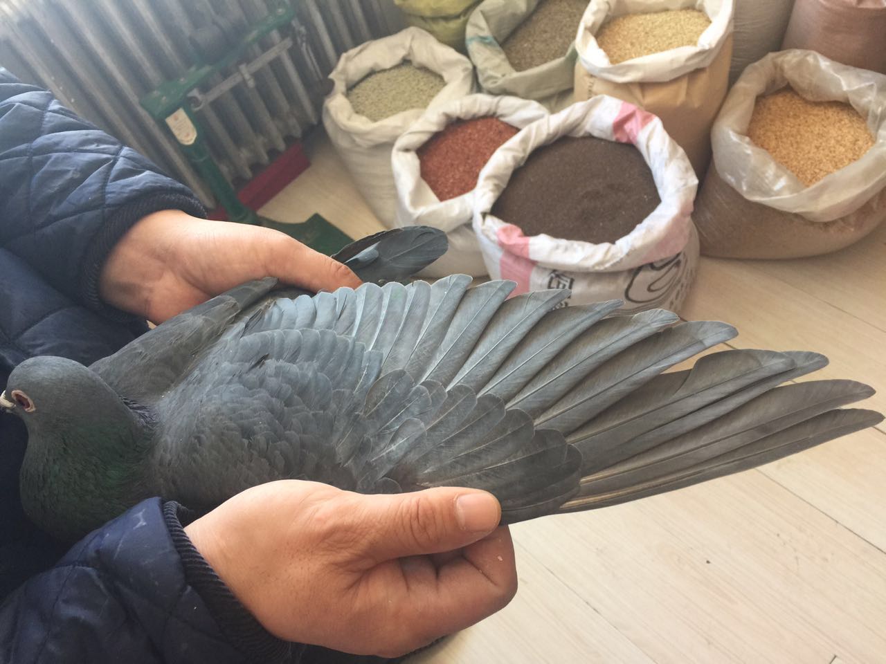 为罗汉说鸽提供奖品