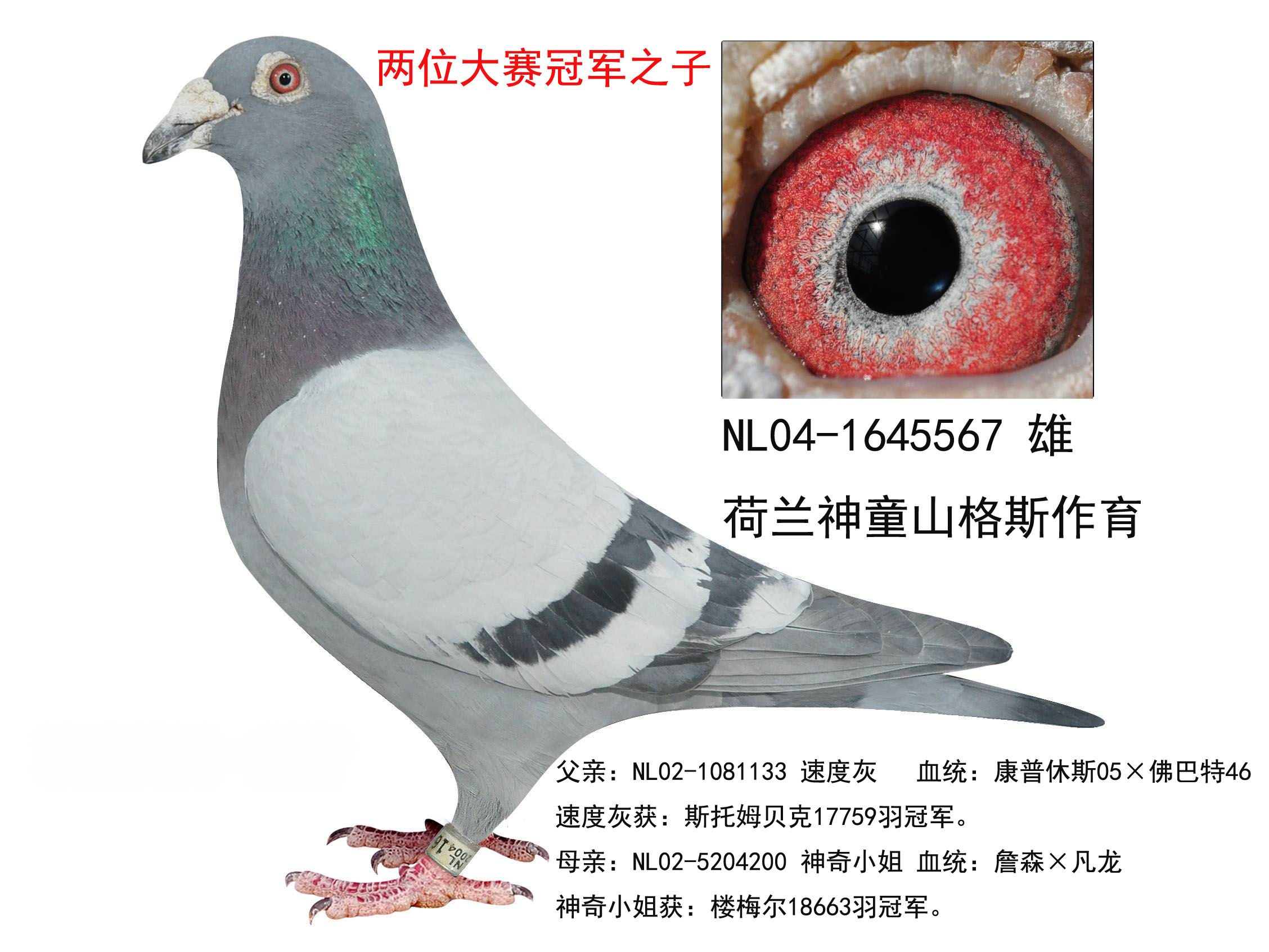 com爱鸽商城_中国信鸽信息网