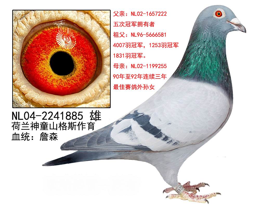 com爱鸽商城_中国信鸽信息网