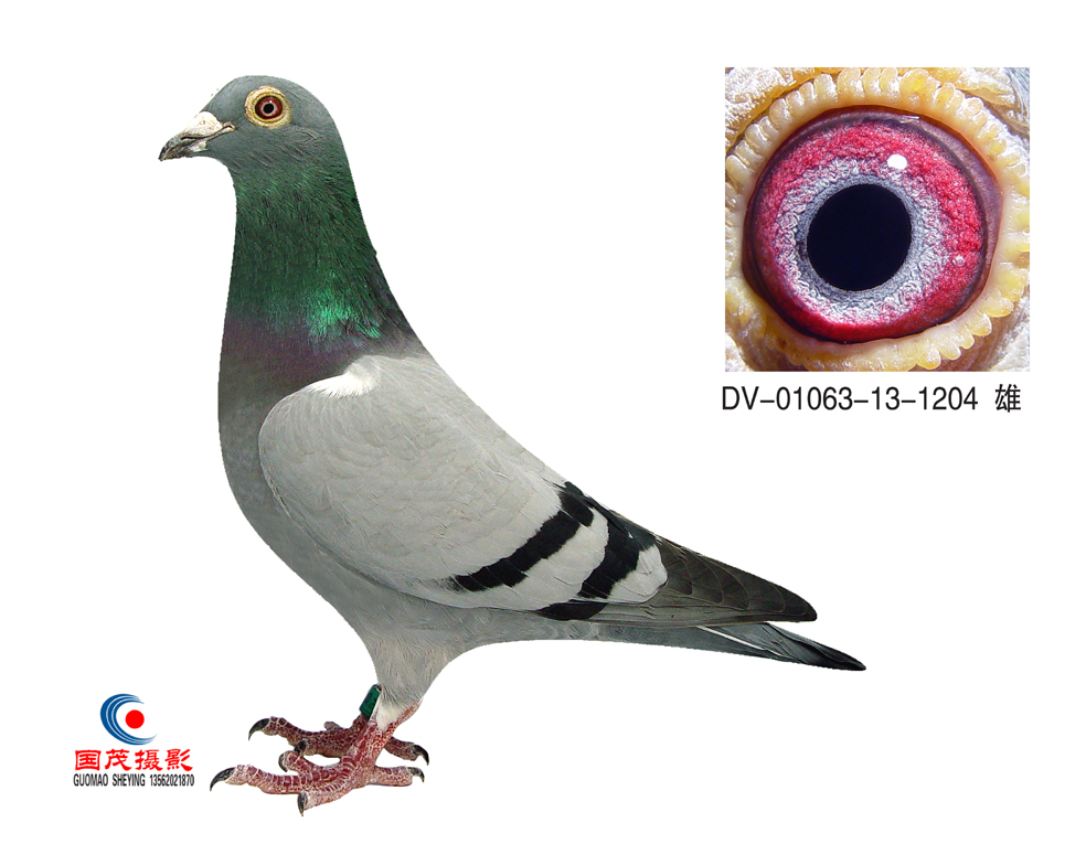 詹森_傲翔国际种鸽交流中心_ ag188.com爱鸽商城_中国信鸽信息网