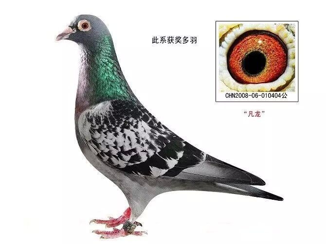 凡龙永生