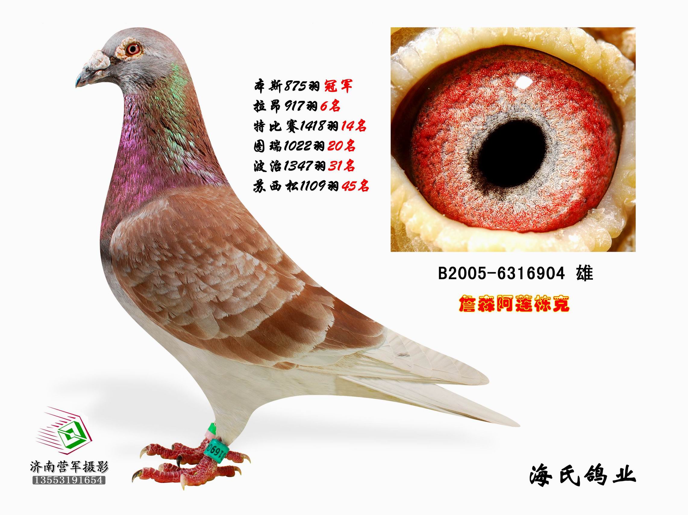 红雌鸽与金母遗传图片
