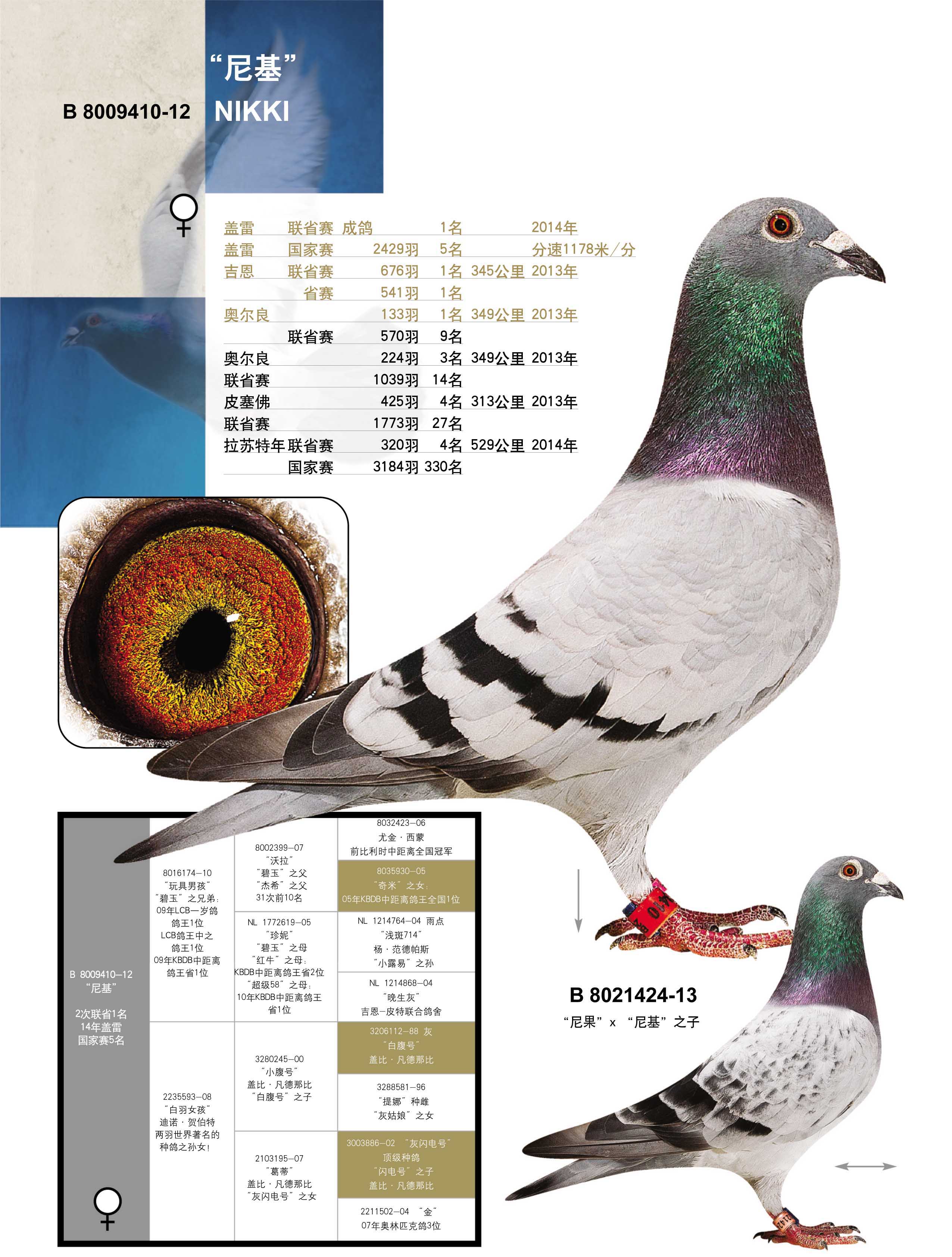 b 12—8009410_比利时贺伯特家族_ ag188.com爱鸽商城_中国信鸽信息网