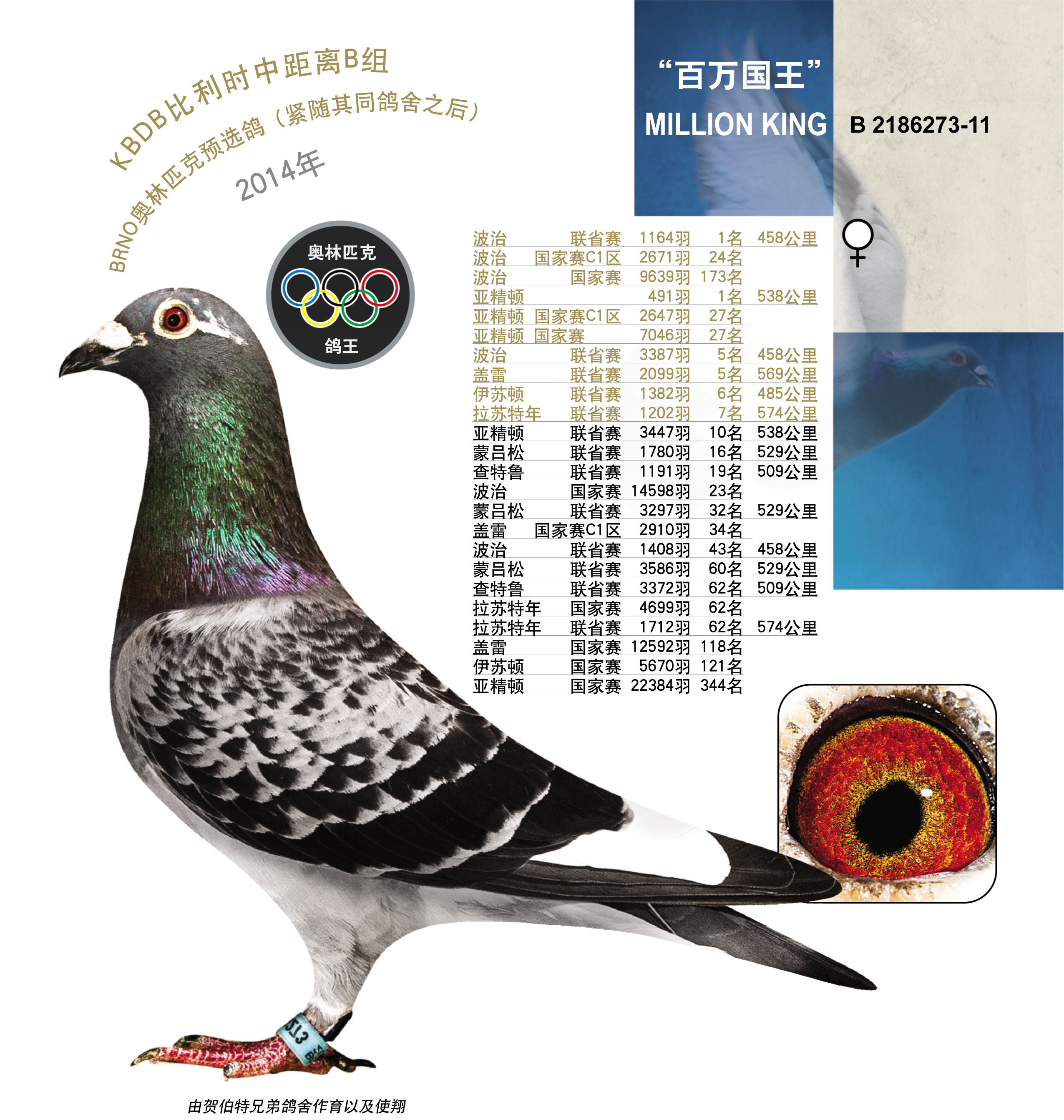 b 11—2186273_比利时贺伯特家族_ ag188.com爱鸽商城_中国信鸽信息网