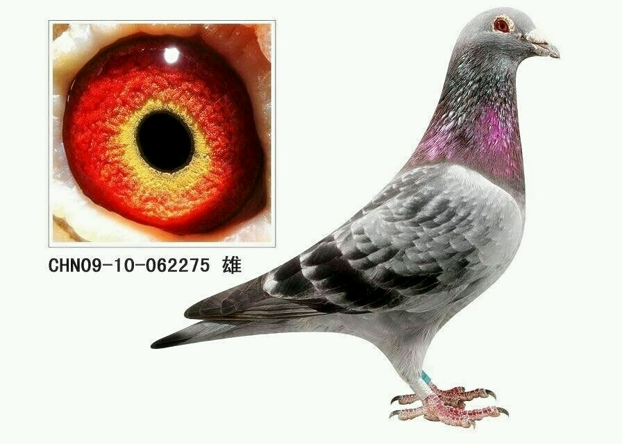 詹森275_江苏金羽鸽业_ ag188.com爱鸽商城_中国信鸽信息网