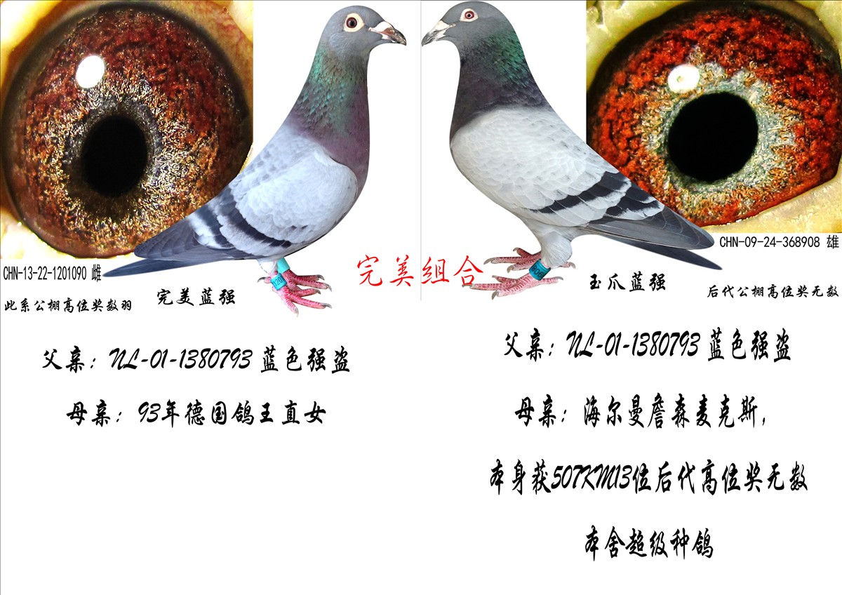 完美组合_昆明经典慕利门家族_ ag188.com爱鸽商城_中信网