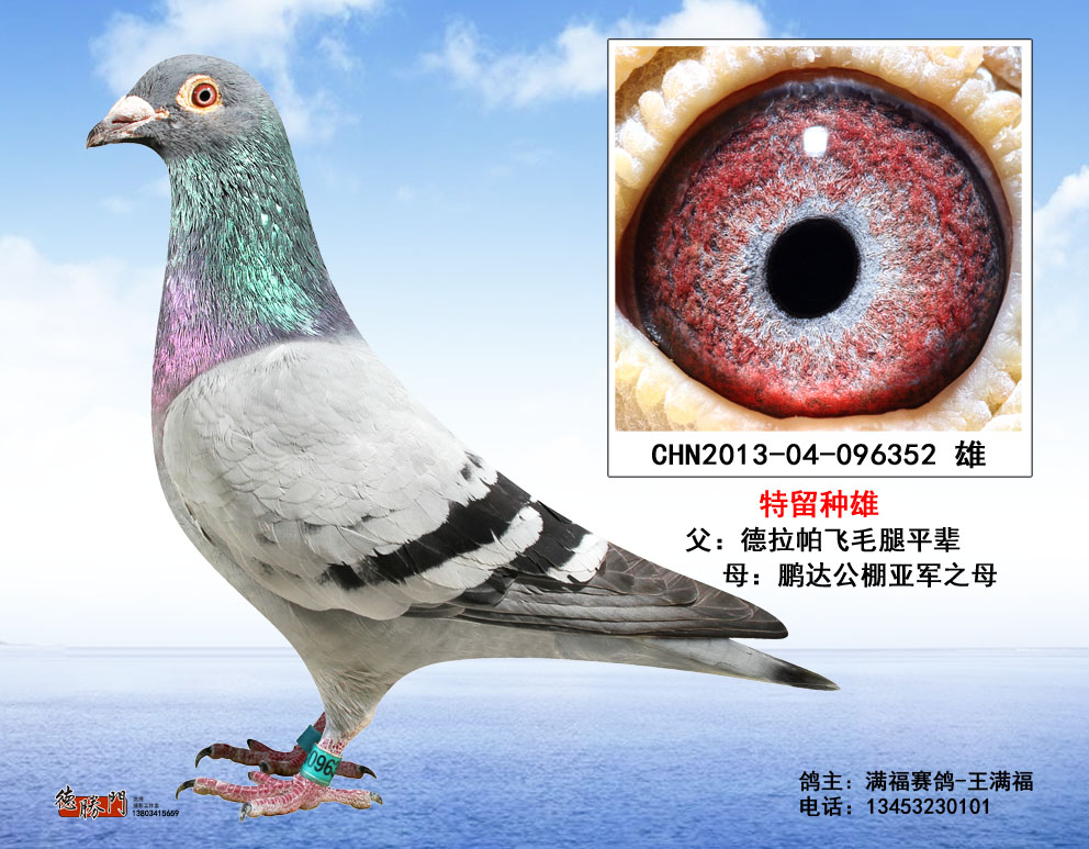 德拉帕特留种雄