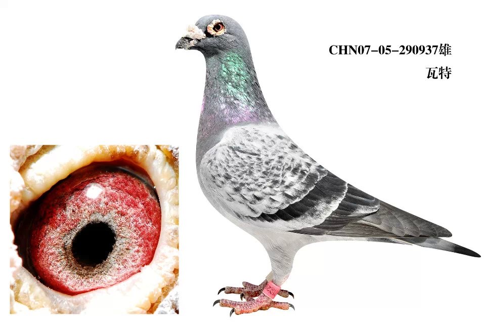 瓦特鸽子特征体型图片