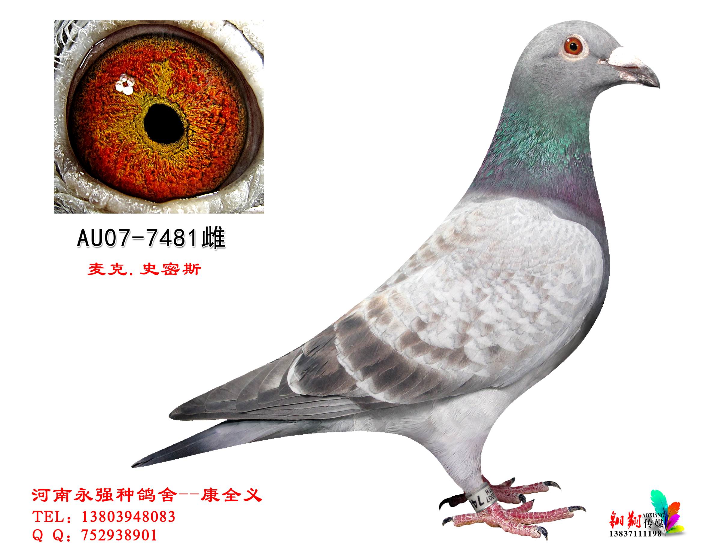 au07-7481_河南永强种鸽舍_ ag188.com爱鸽商城_中国信鸽信息网