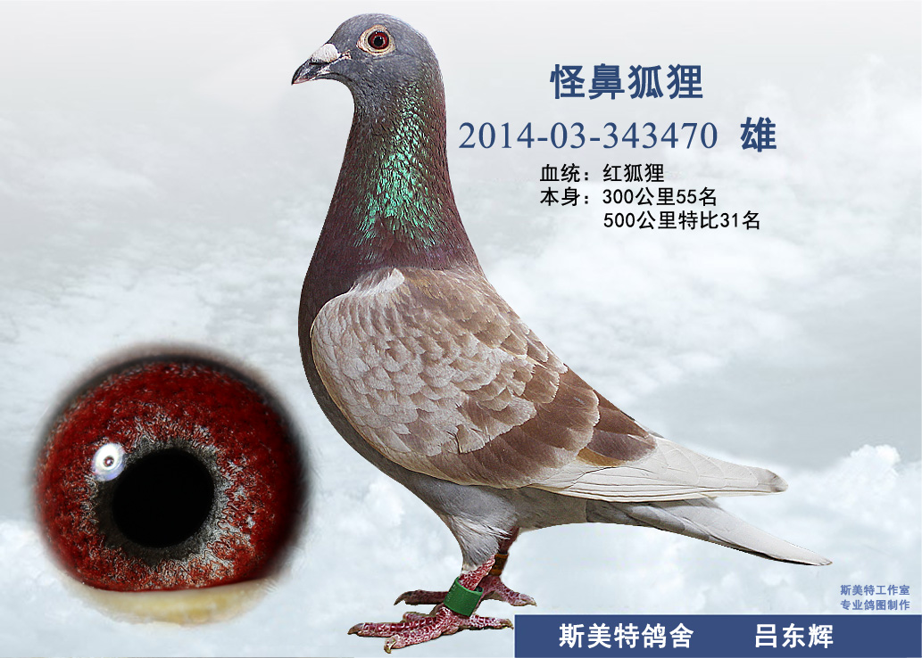 怪鼻狐狸 红狐731