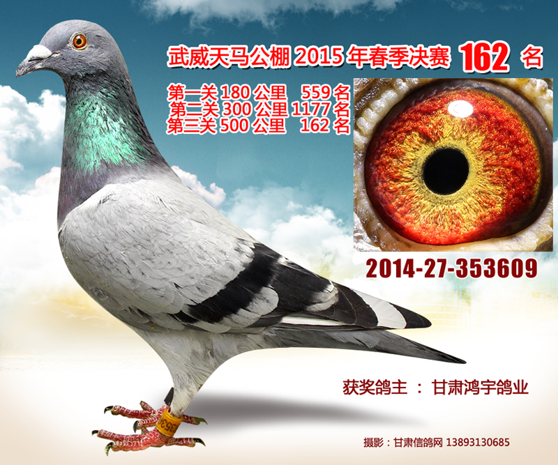 北京信鸽齐寿岩鸽展厅图片