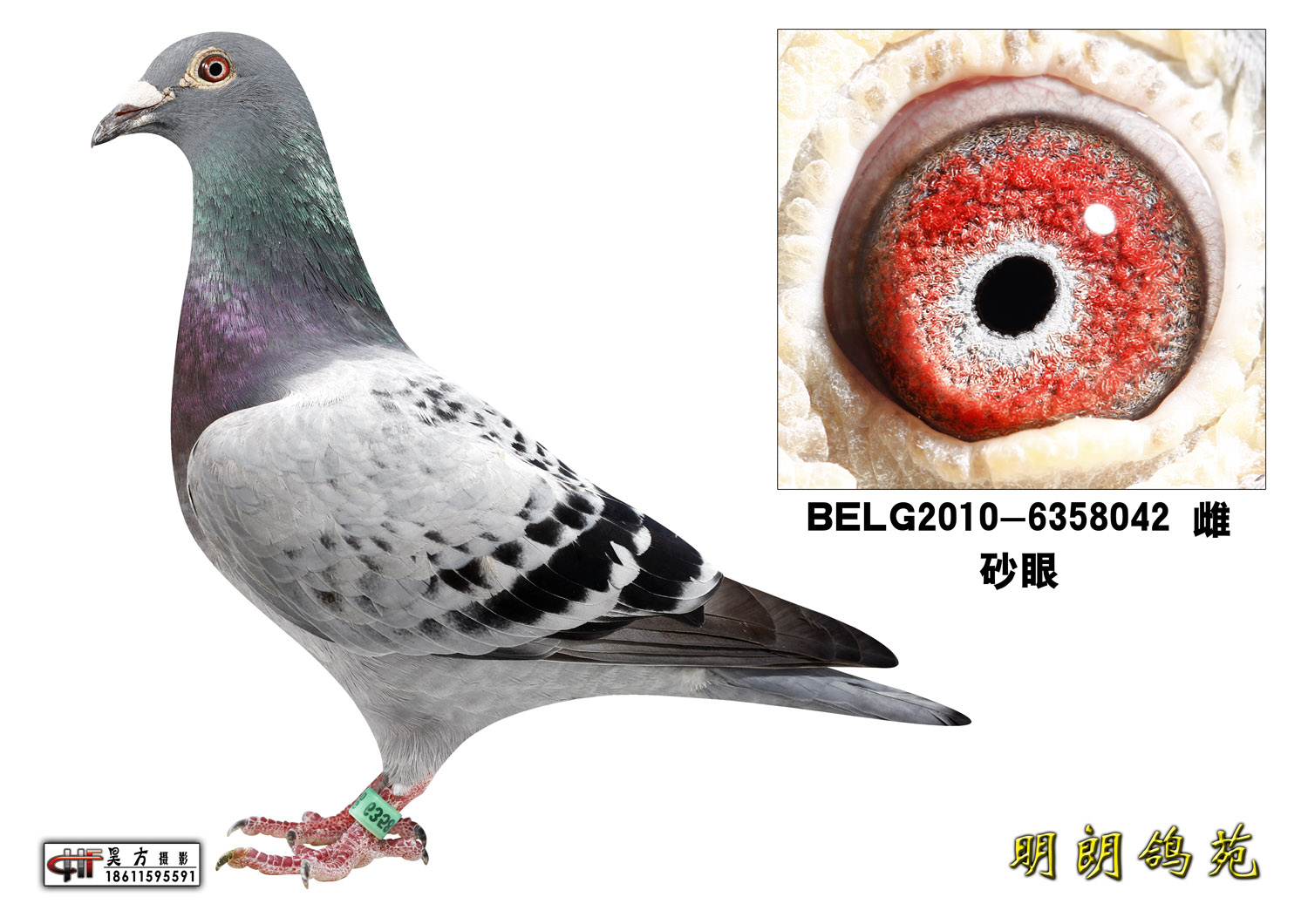 里奥_明朗鸽苑_ ag188.com爱鸽商城_中国信鸽信息网