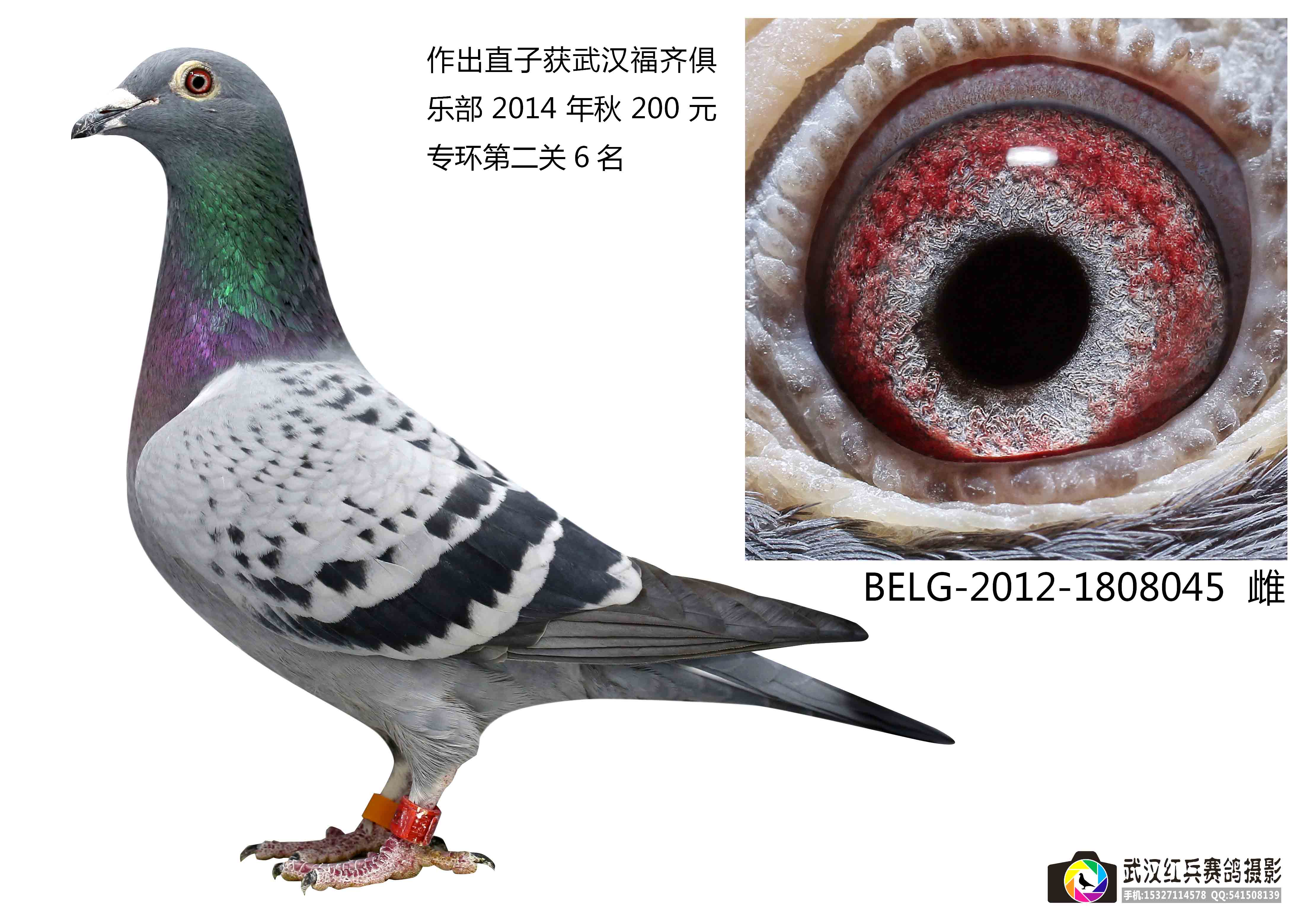 盖斯.彼得斯 专环6名母_武汉黄浦汇鑫联合鸽舍-中信网爱鸽商城