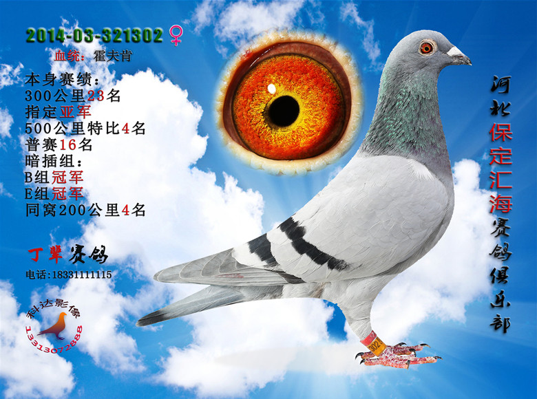 保定汇海赛鸽俱乐部