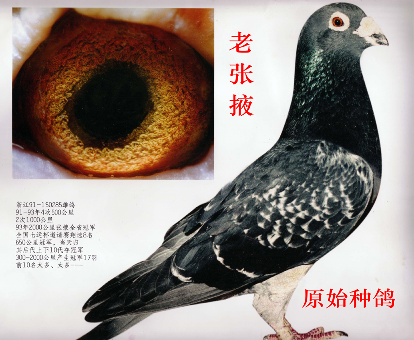 李种653_纯种超远程交流中心-中信网爱鸽商城