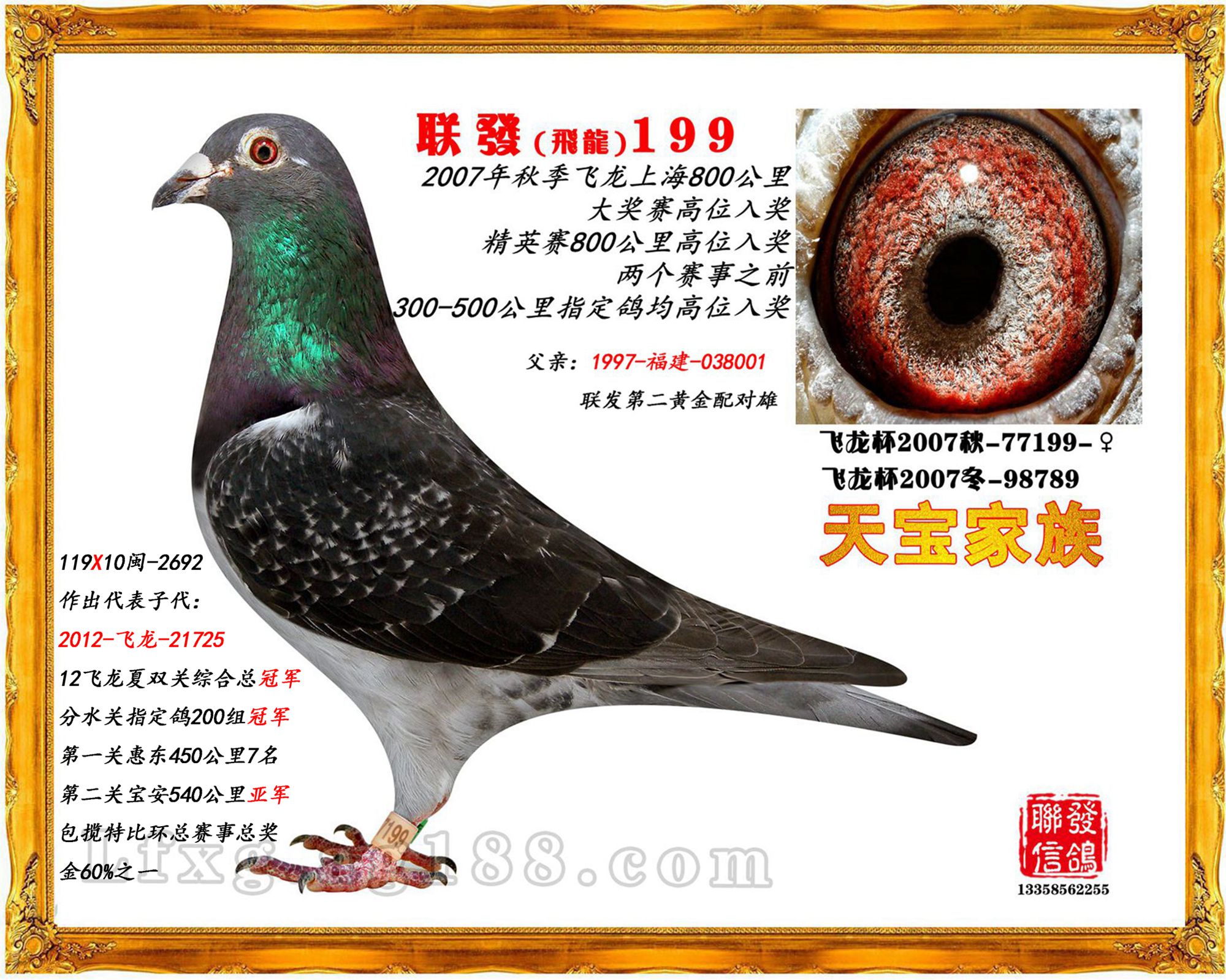 2012-飞龙-21725_联发信鸽_ ag188.com爱鸽商城_中国信鸽信息网