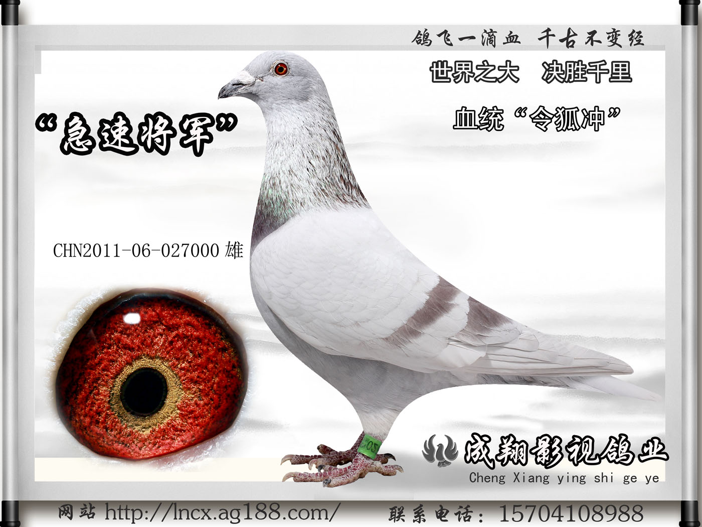 编 号: 364180                鸽 名: ☆☆急速将军
