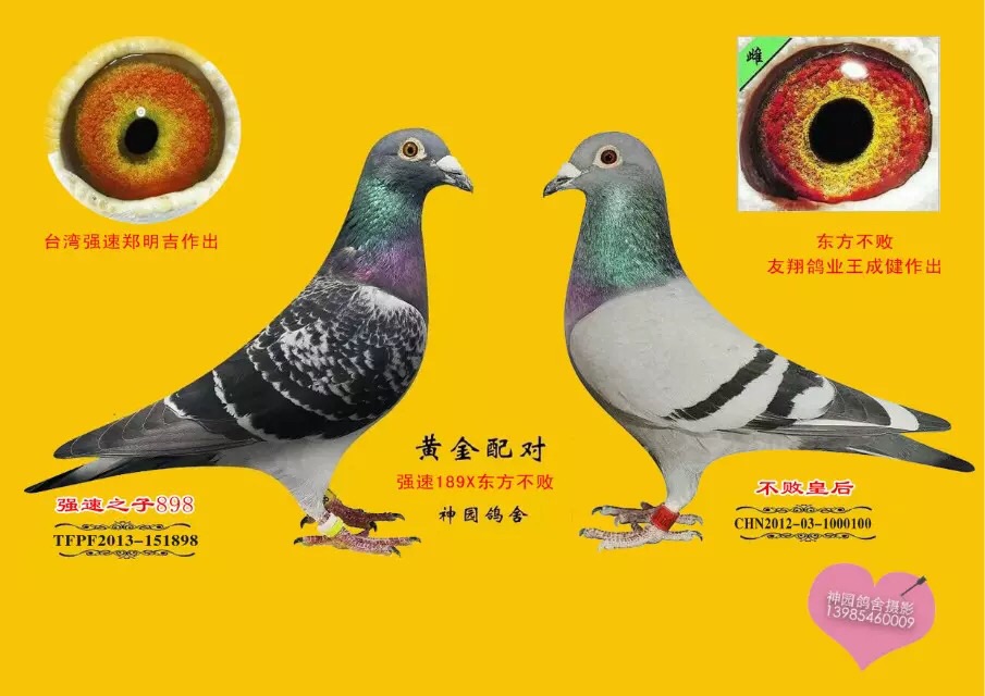 强速189x东方不败