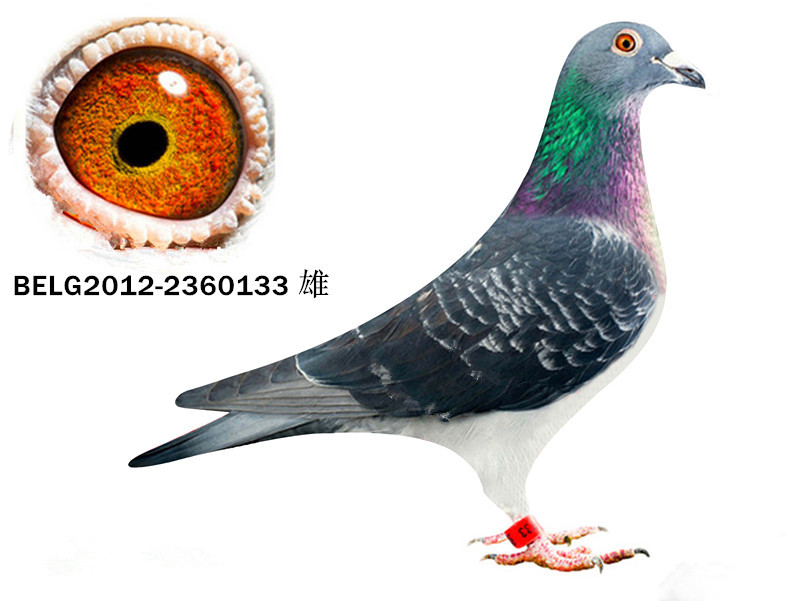 庆国父子"贺伯特"家族精品种源