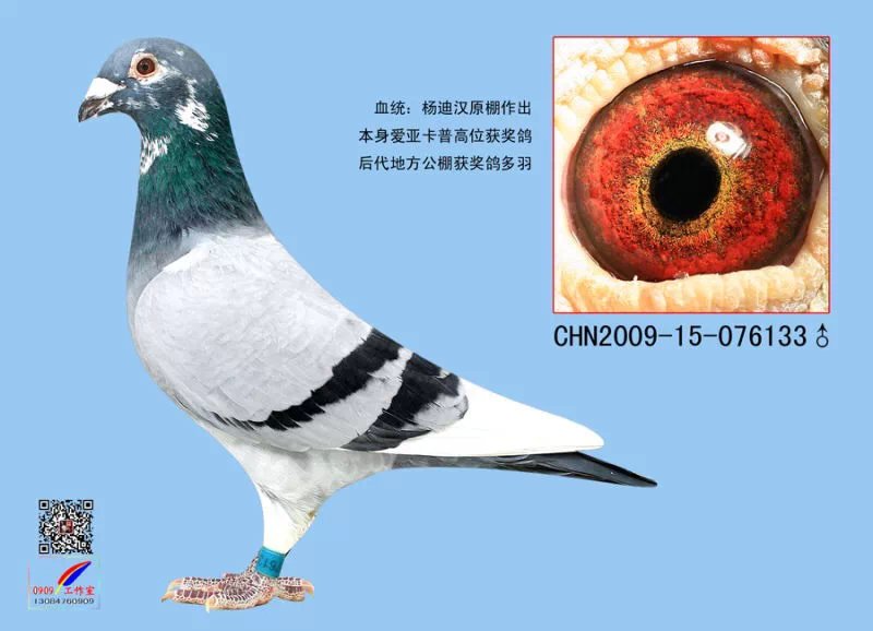 爱亚卡普奖鸽_紫城鸽业常立_ ag188.com爱鸽商城_中国信鸽信息网