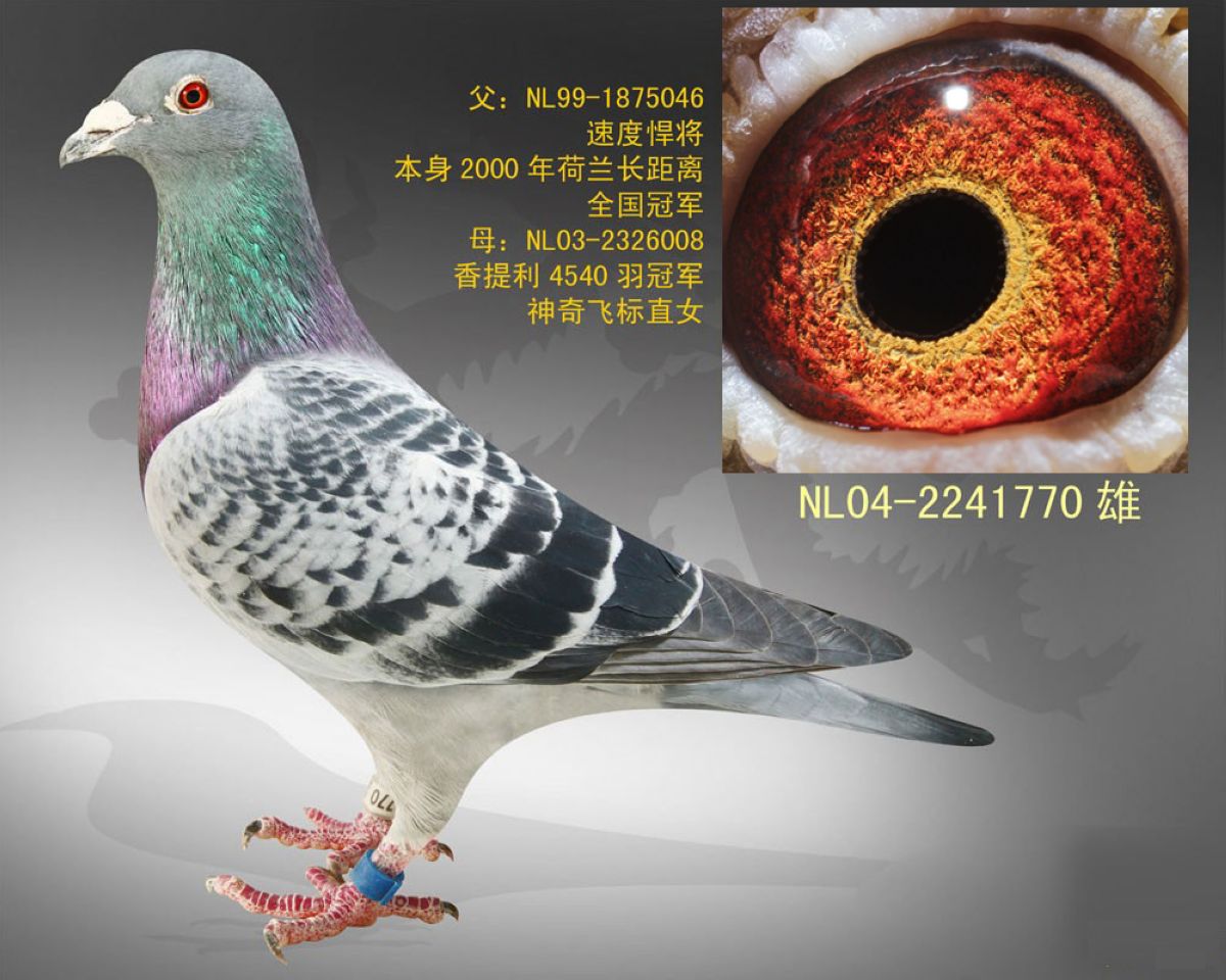 com爱鸽商城_中国信鸽信息网