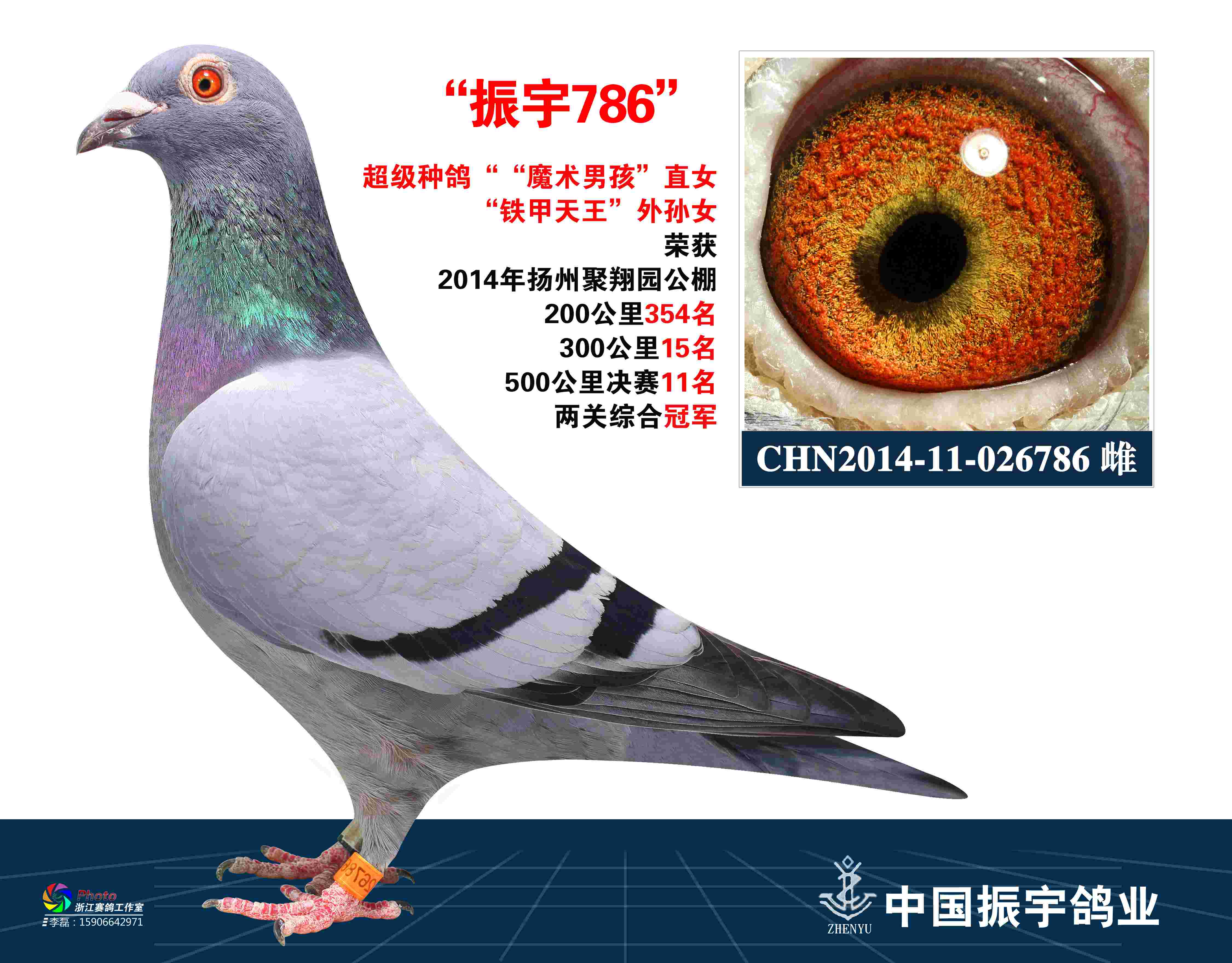 已售振宇公棚老总胡振宇龙湾赛鸽联盟1800大环体型玉米棒体型很适合多