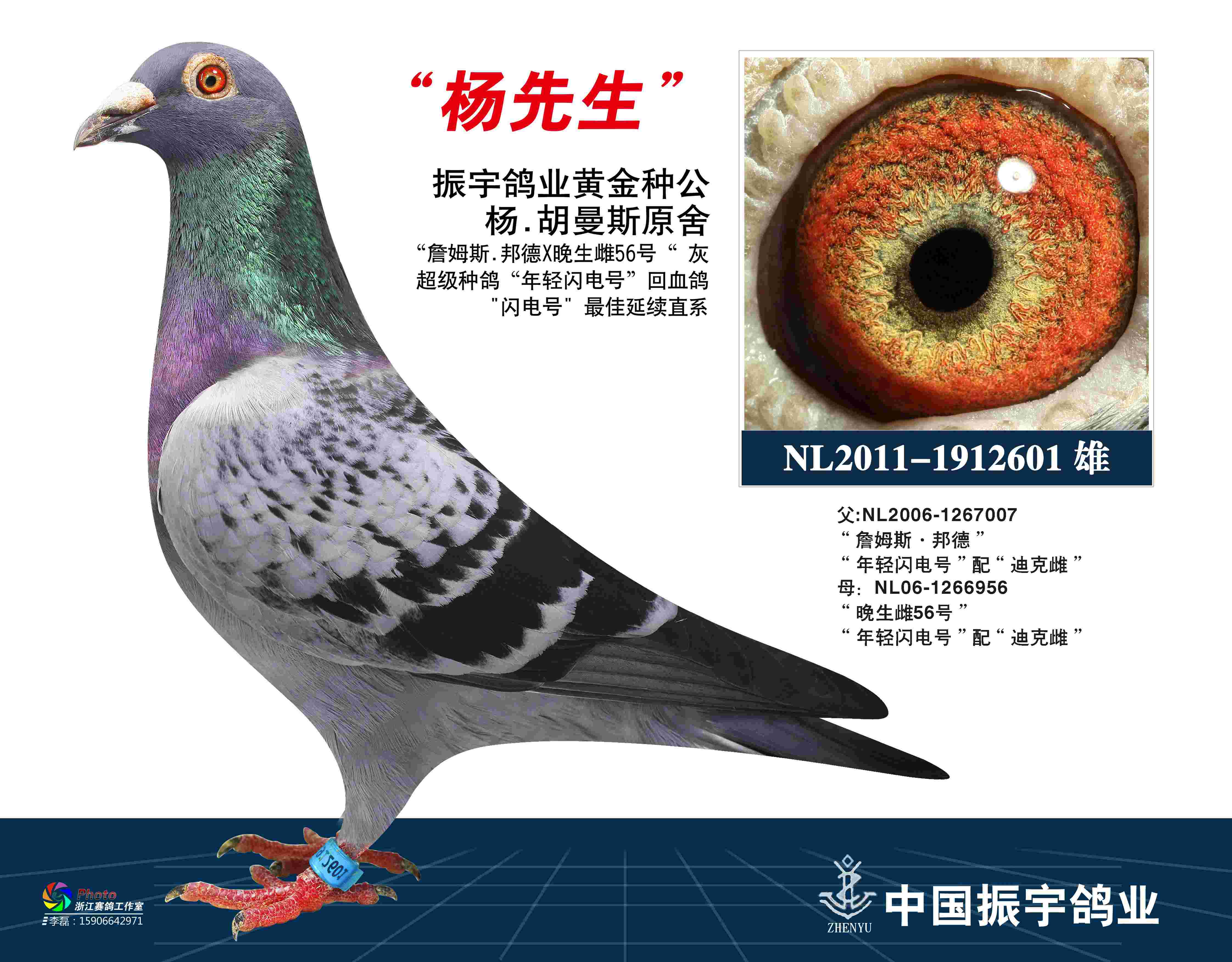 com爱鸽商城_中国信鸽信息网