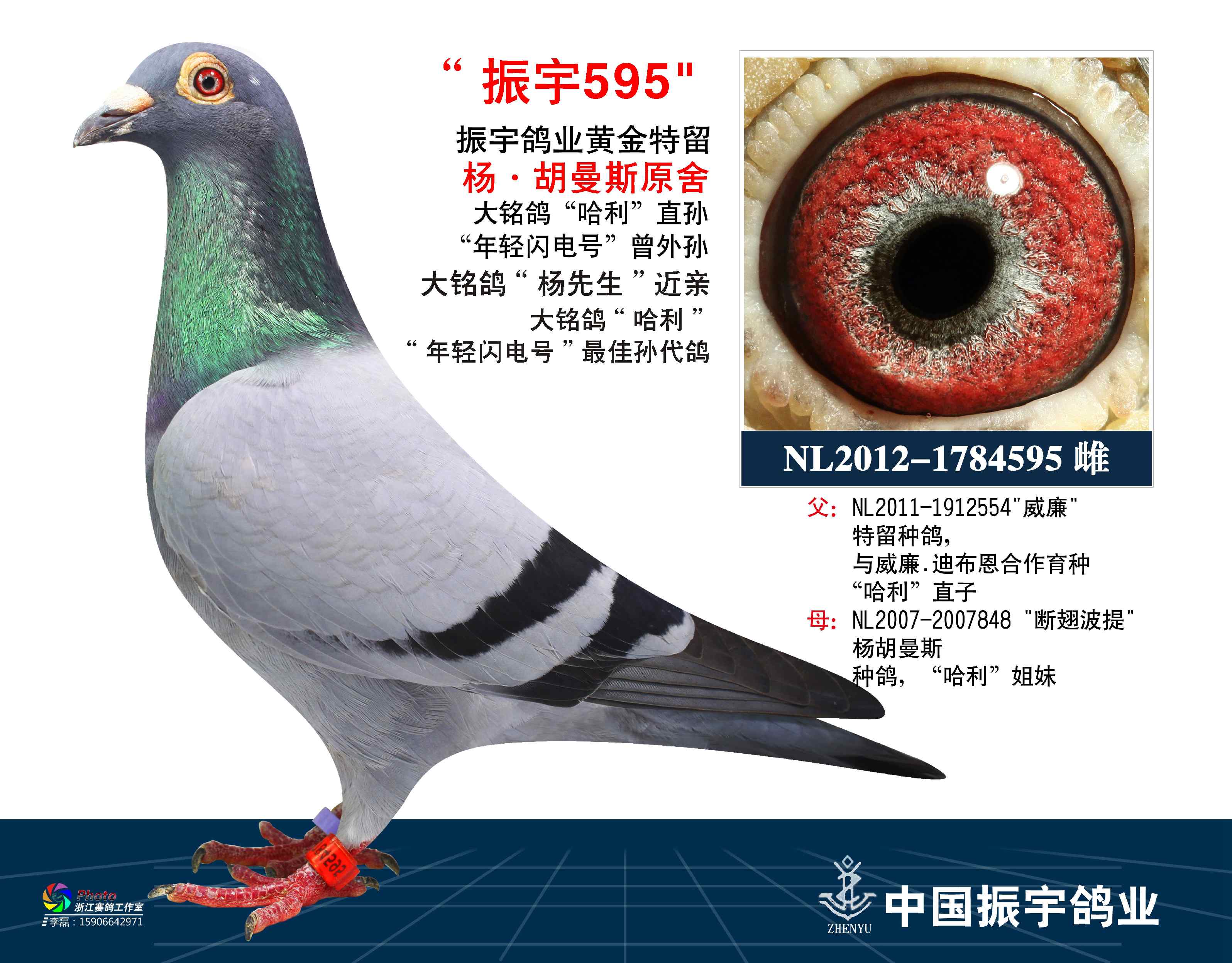 哈利直孙女_振宇鸽业_ ag188.com爱鸽商城_中国信鸽信息网