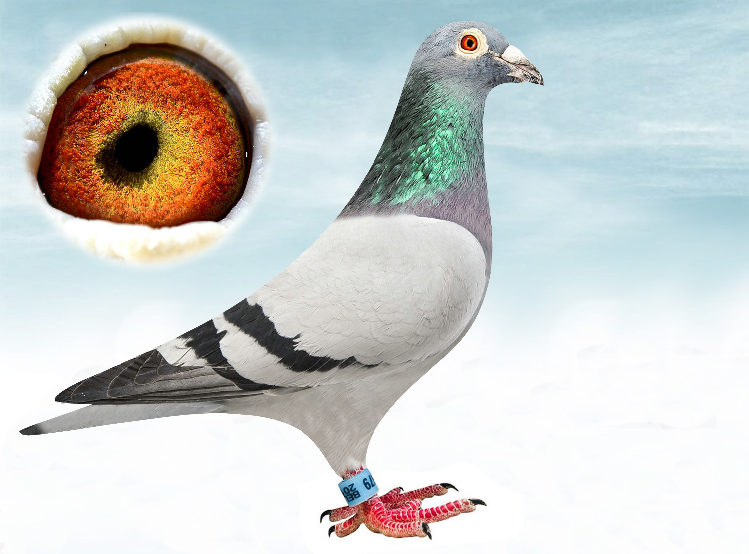 飞戈家族11雄_山东恒泰鸽舍_ ag188.com爱鸽商城_中国信鸽信息网