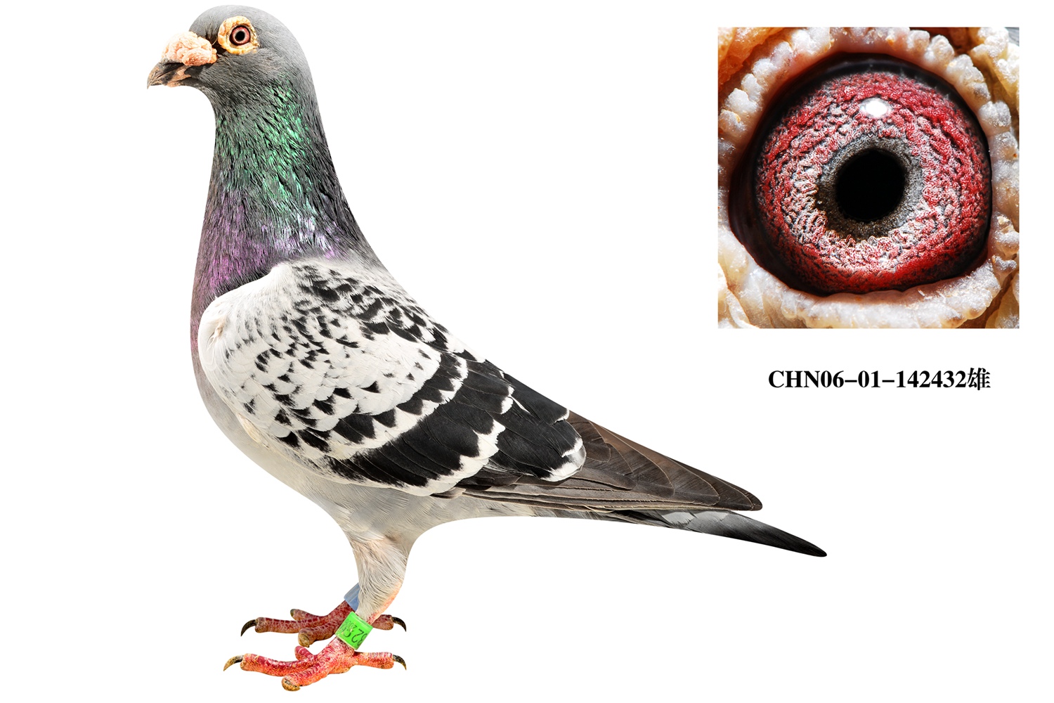 黄金盖比直子公棚11名