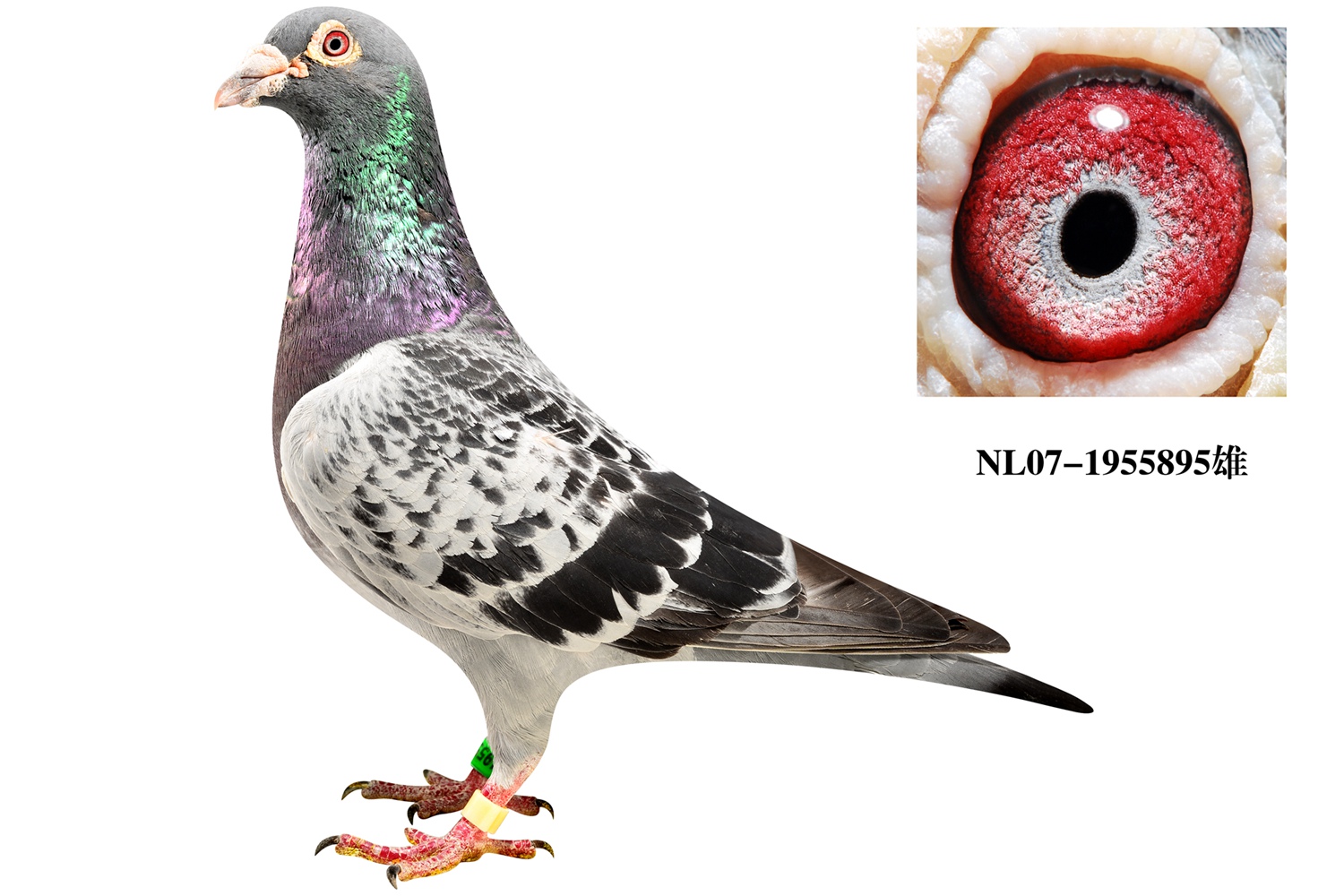 1955895 - 北京齐雪柱鸽舍