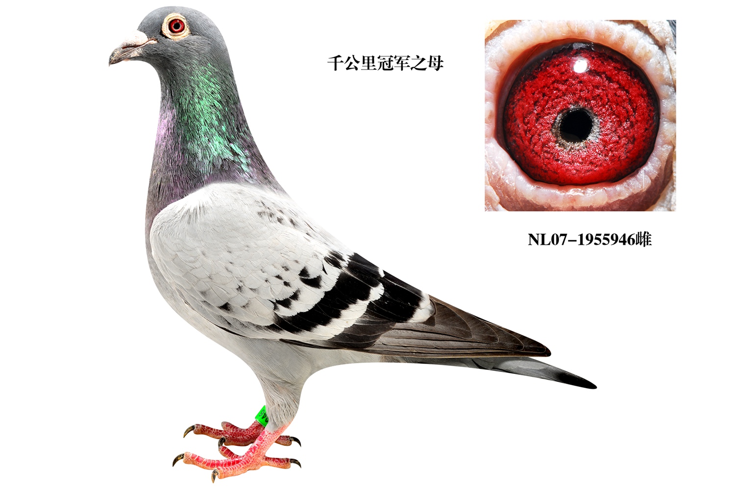 千公里冠军母_北京齐雪柱鸽舍 -中信网爱鸽商城