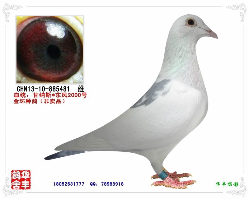 00甘纳斯种精直子-华丰鸽舍-中信网爱鸽商城