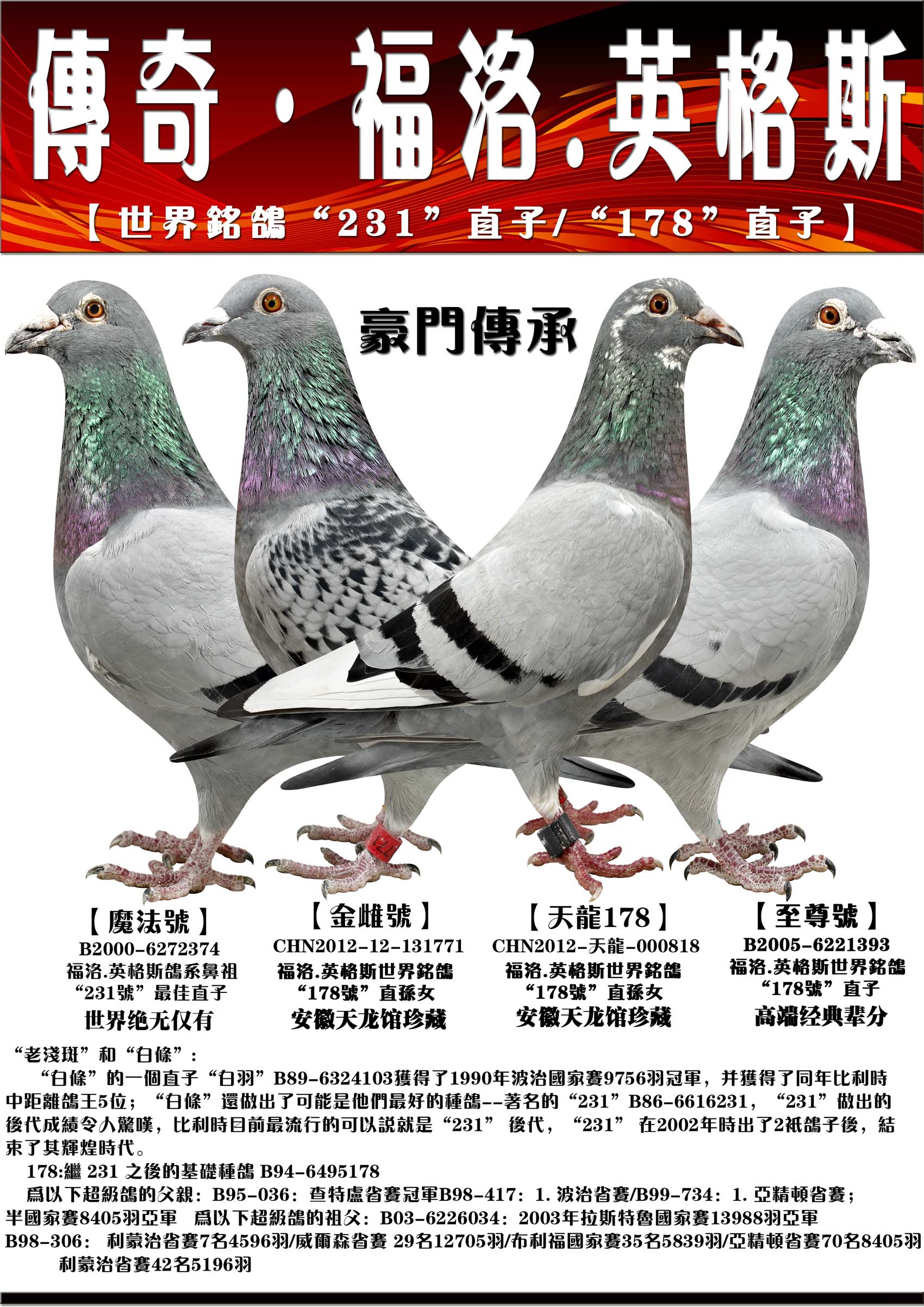 气:12644次鸽友通:详细介绍b2005-6221393 【英格斯亲自精选种鸽】