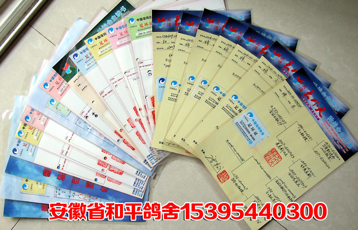 詹森红狐731直孙【震天狐狸】