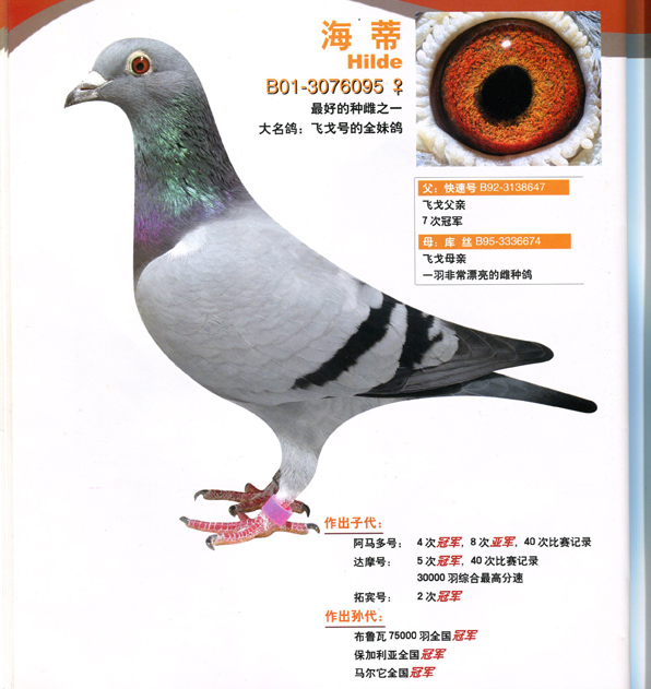 飞戈