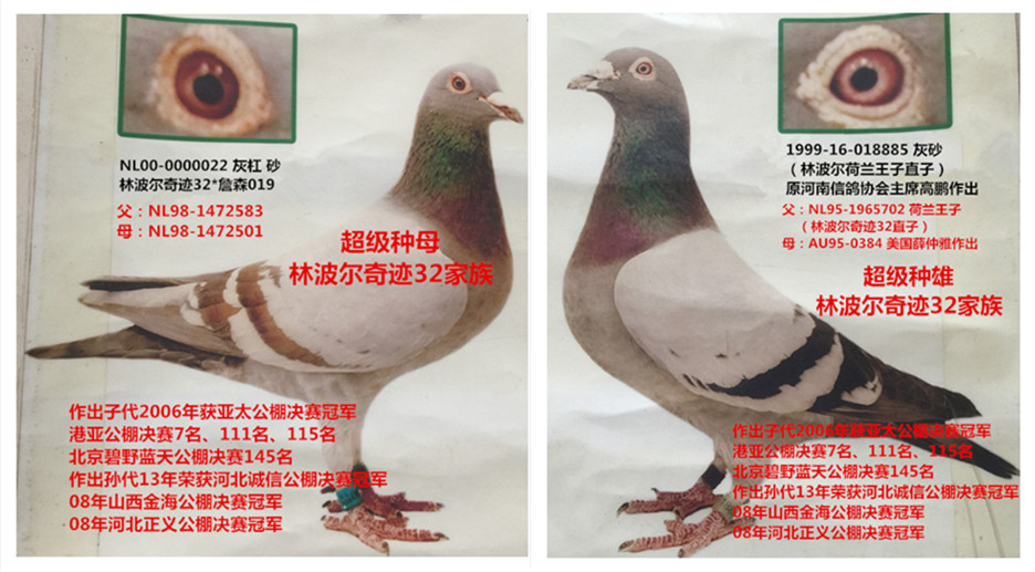 林波尔奇迹32-10_中英信鸽养殖基地_ ag188.