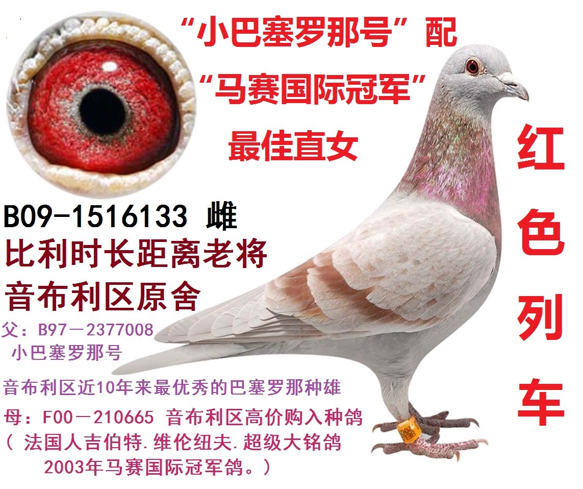 音布利区原舍!公棚赛,三关赛鸽已发挥