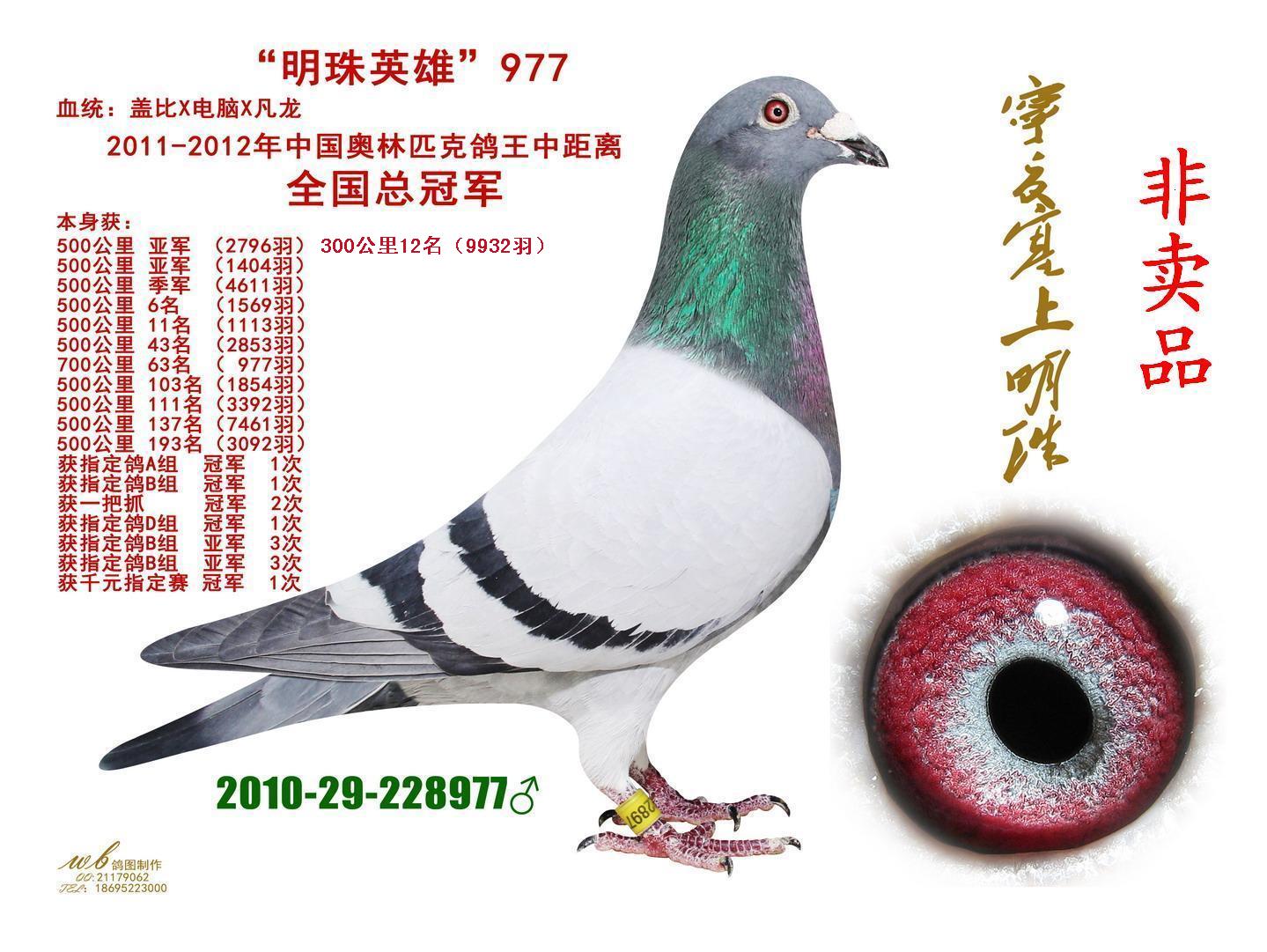 com爱鸽商城_中国信鸽信息网