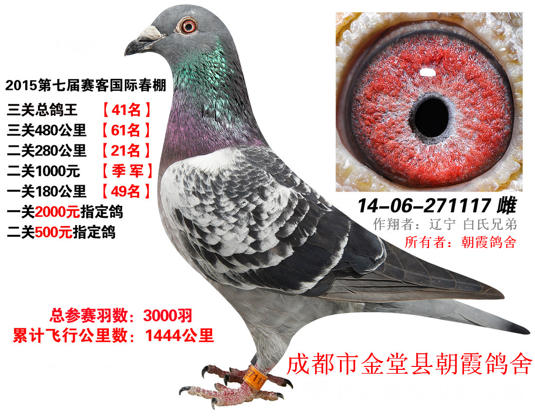 三关总鸽王41名_朝霞鸽舍-中信网爱鸽商城