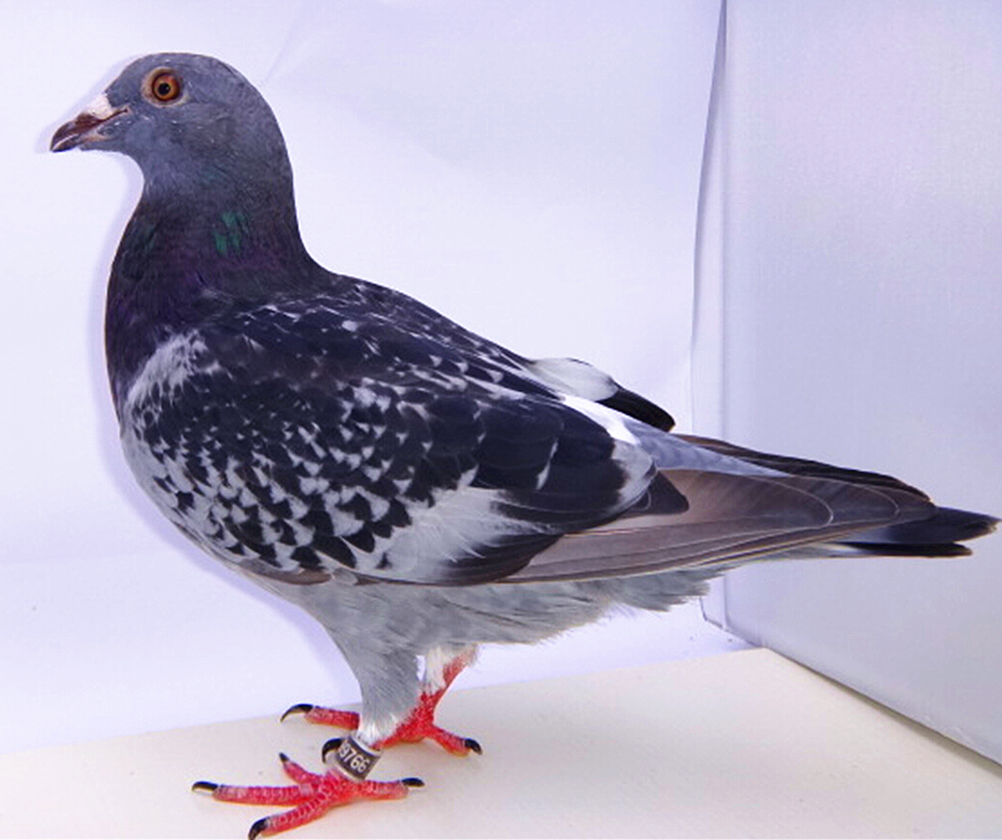 信鸽特征