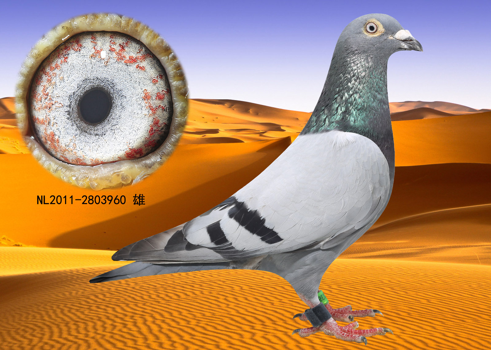 沙漠珍珠_龙虎兄弟鸽业_ ag188.com爱鸽商城_中国信鸽信息网