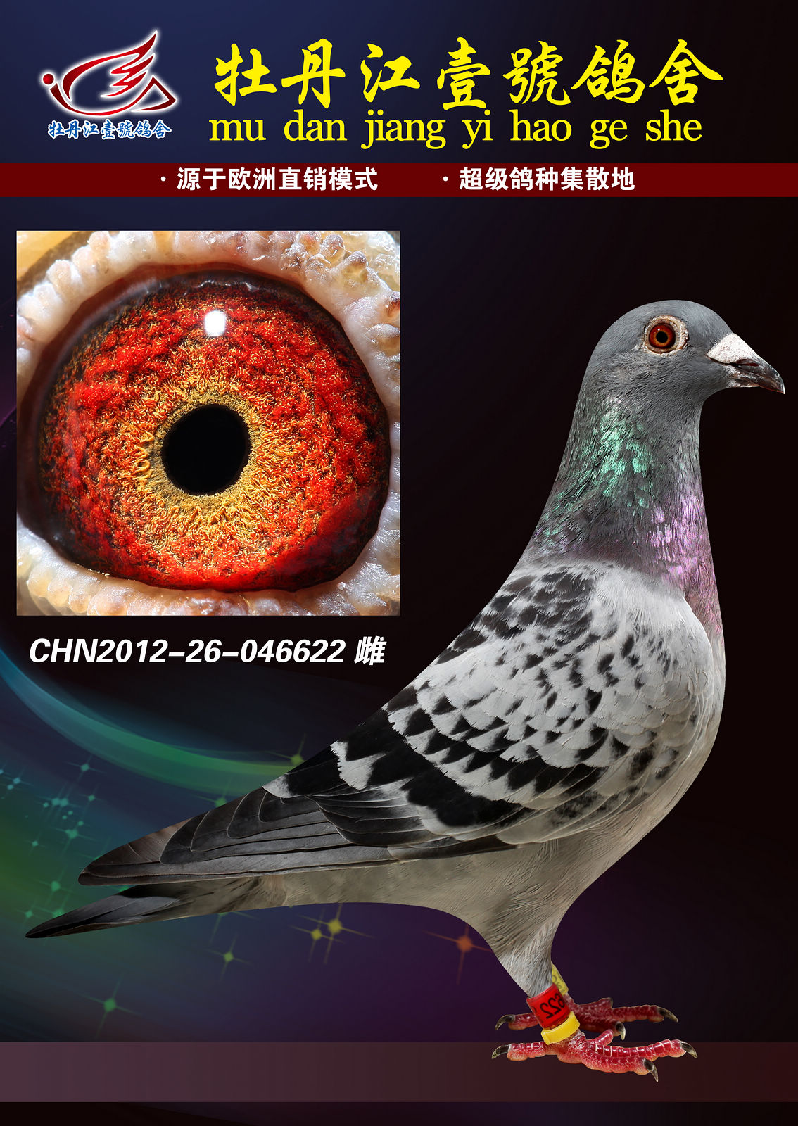 西安翰林院胡刚 指定黄金配对_牡丹江壹号鸽舍_ ag188.