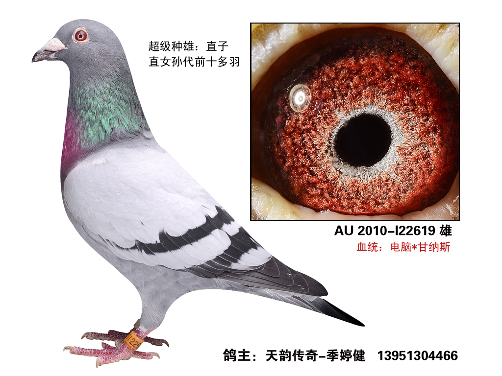 原环甘纳斯