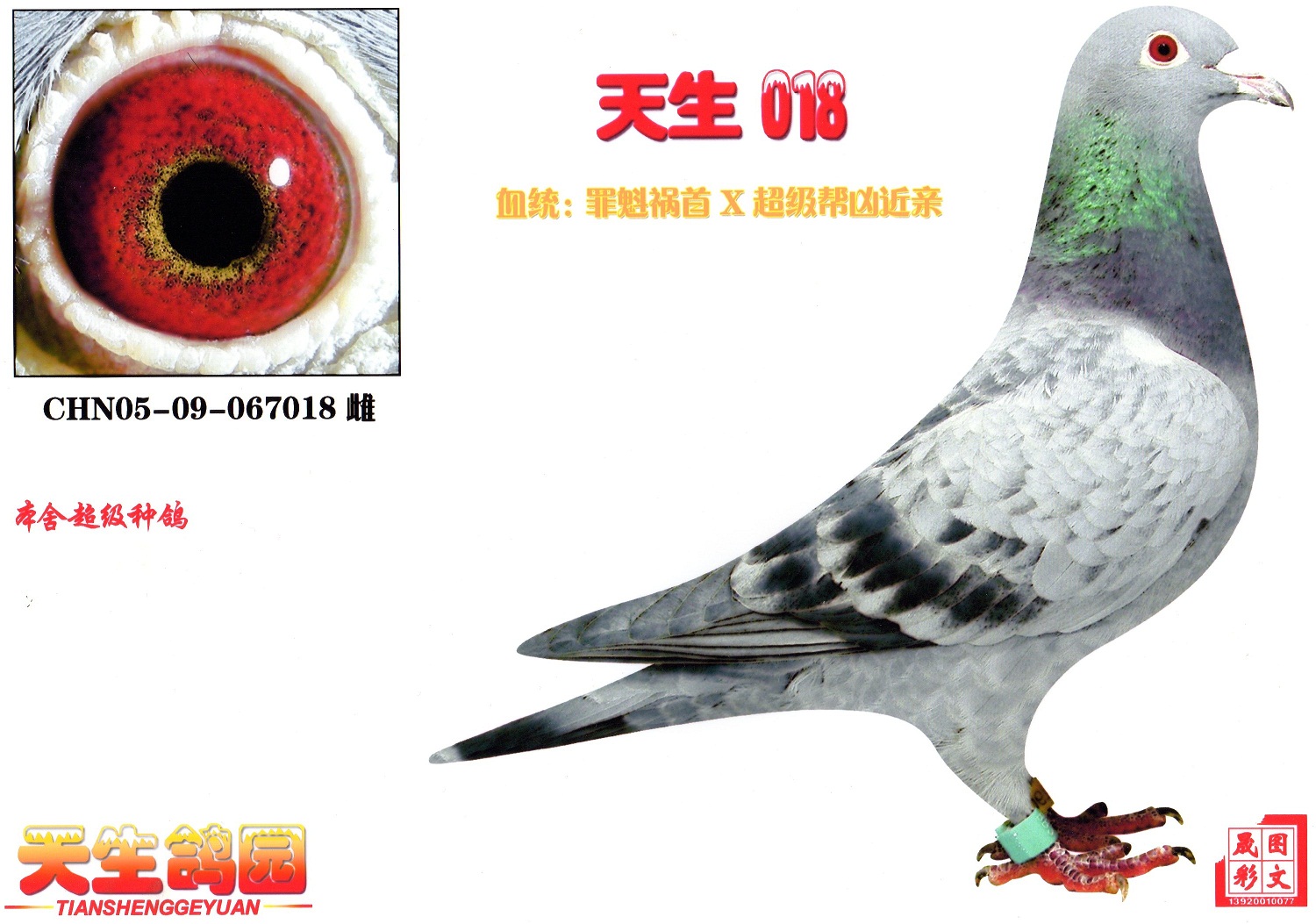 罪魁祸首超级帮凶戴扶连特