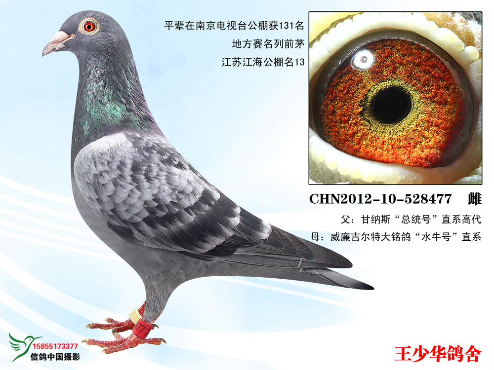 甘纳斯总统号*威廉吉尔特水牛号_全国总冠军王少华-中信网爱鸽商城