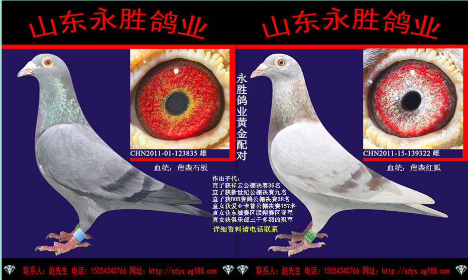 永胜鸽业顶级黄金配对