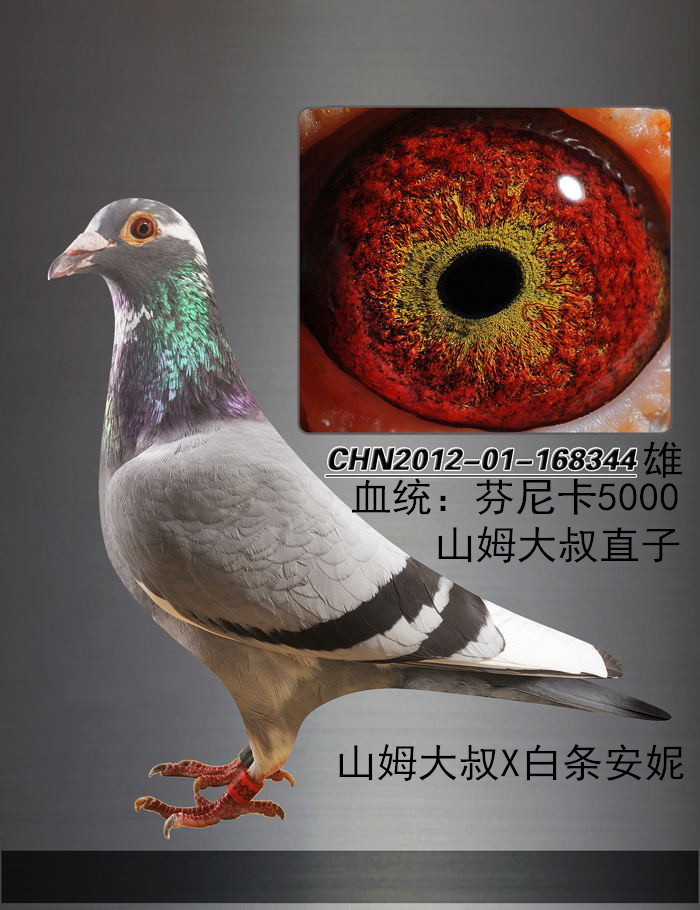 芬尼卡_北京传媒鸽业_ ag188.com爱鸽商城_中国信鸽信息网