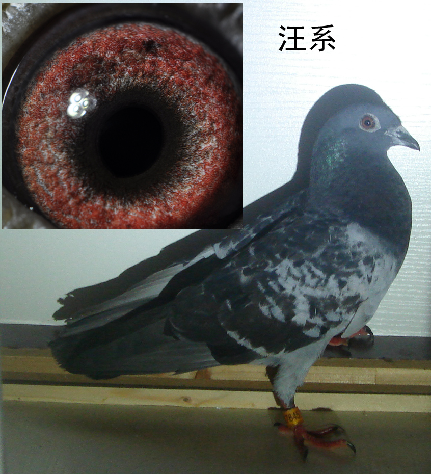 a &nbsp; 相关图片 信鸽特征 &nbsp;                编 号: 393537