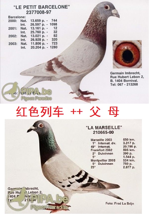 音布利区原舍!公棚赛,三关赛鸽已发挥